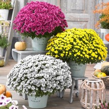 Chrysanthemums flower selectio for sale Chrysanthemums flower selectio for sale  UK