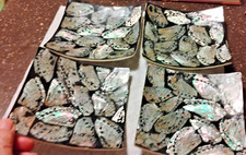 Acrylic abalone plates for sale  Boynton Beach