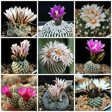 Graines turbinicarpus mèlange usato  Nizza di Sicilia