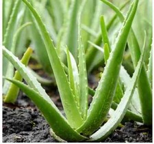 Live aloe vera for sale  Buckeye