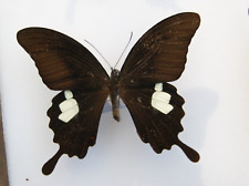 Papilio helenus enganius for sale  LIVERPOOL