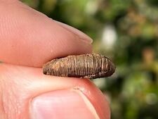 larva comprar usado larva comprar usado Enviando para Brazil