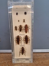 Wet taxidermy specimen for sale  HAVERHILL