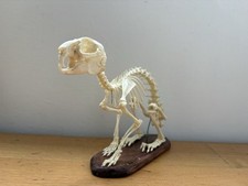 taxidermy skeleton for sale taxidermy skeleton for sale PENRYN