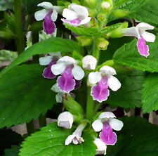 Melittis royal velvet for sale  NORTHWICH