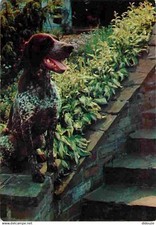 Animaux chiens braque d'occasion  Fruges