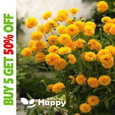 Coreopsis golden globe for sale  DONCASTER