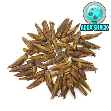 Natural dried grasshoppers for sale  NORTH WALSHAM