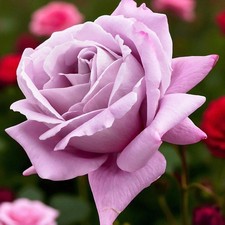 Waltztime rostock rose for sale  GLASGOW