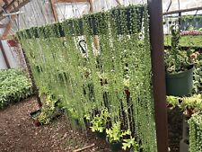 Variegated string pearls for sale  Oceanside
