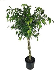 fig weeping for sale fig weeping for sale USA