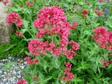 Spornblume rosa setzlinge gebraucht kaufen  Mutterstadt