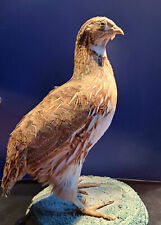 Taxidermie oiseau caille d'occasion  Saint-Quentin