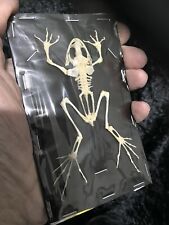 Frog skeleton. asian for sale  LLANELLI