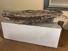 Petrified wood tree for sale  Edgewater