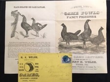 fancy pigeons for sale fancy pigeons for sale Hornell