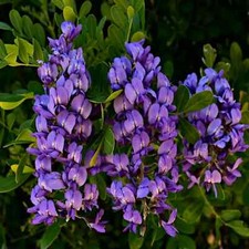 Texas mountain laurel for sale  Lincolnton