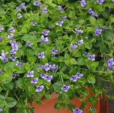 Savannah false pimpernel for sale  LONDON