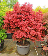 Acer palmatum shaina for sale  NORTHWICH