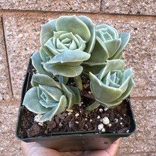 Live echeveria lovely for sale  Roseville