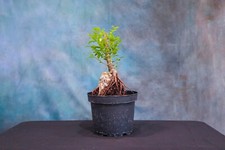 Tiger bark ficus for sale  North Fort Myers