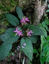 Sonerila maculata. beautiful for sale  NOTTINGHAM