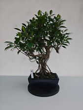 Bonsai ficus microcarpa gebraucht kaufen  Hannover
