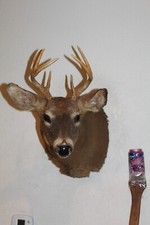 Whitetail deer head for sale  Brandon