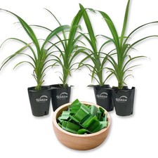 pandanus for sale  USA