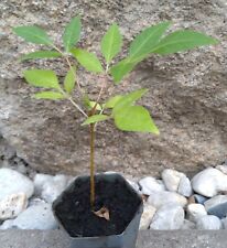 Phellodendron chinensis chines gebraucht kaufen  Dresden