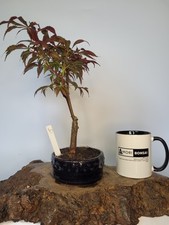 Japanese maple bonsai for sale  ELGIN