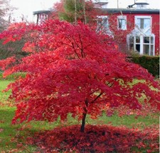 Roter fächerahorn atropurpure gebraucht kaufen Roter fächerahorn atropurpure gebraucht kaufen  Essen