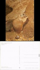 Mitte berlin tierpark gebraucht kaufen Mitte berlin tierpark gebraucht kaufen  Ortrand