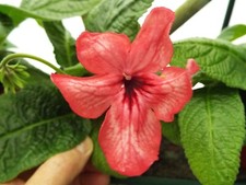 Streptocarpus orange sherbert for sale  MAIDENHEAD
