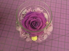Preserved real roses for sale  Silsbee