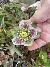 Christrose geflammte blüten gebraucht kaufen  Neubrandenburg