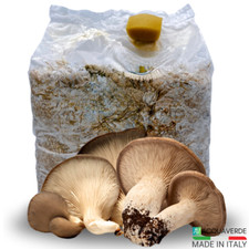 Kit coltivazione funghi usato  Corato