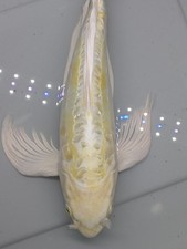 Doitsu yamabuki ogon for sale  Providence