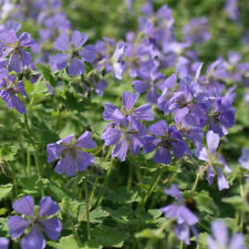 Geranium philippe vapelle d'occasion  Pouzauges