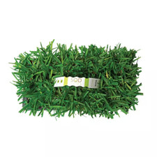Augustine floratam grass for sale  Denver