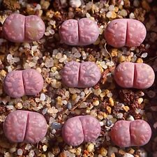 Lithop otzeniana cesky for sale  Shipping to Ireland