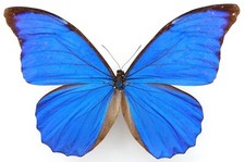 morpho gebraucht kaufen morpho gebraucht kaufen München