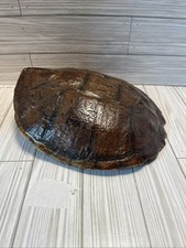 One awesome taxidermy for sale  Beaver Falls