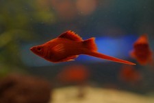 Live fish swordtail for sale  Raleigh