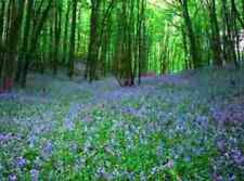 Bluebell native english for sale  BURTON-ON-TRENT