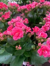 Rooted pink kerinci for sale  Woodhaven