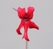 Pinguicula laueana narrow for sale  Davis