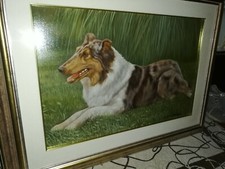 Quadro border collie usato  Sanremo