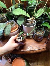 Dischidia chinensis beautiful for sale  Roanoke