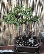 Old chinese elm for sale  Brentwood